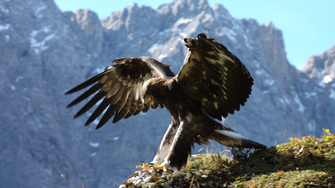 Park Przyrodniczy Karwendel jest największym obszarem chronionym w Tyrolu Północnym. | © Naturpark Karwendel / Otto Leiner